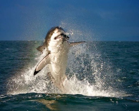 Picture 1 of Hunters and prey in unequal war
