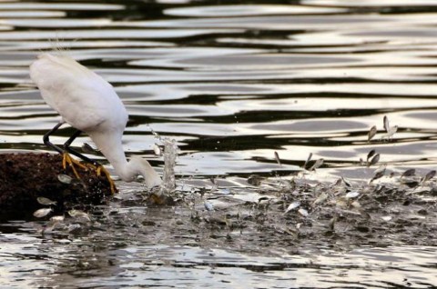 Picture 11 of Hunters and prey in unequal war