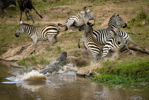 Picture 2 of Hunters and prey in unequal war