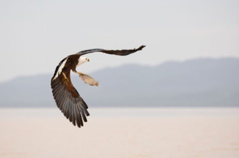 Picture 3 of Hunters and prey in unequal war