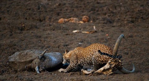 Picture 4 of Hunters and prey in unequal war