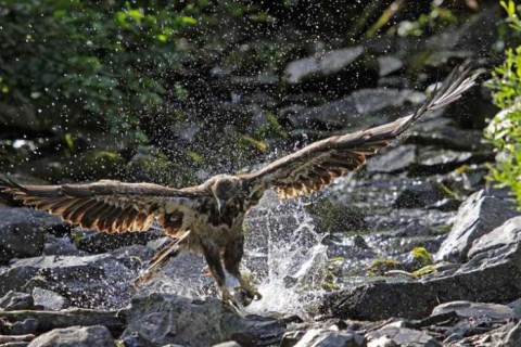 Picture 5 of Hunters and prey in unequal war