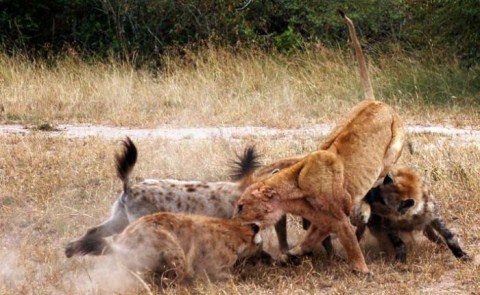 Picture 6 of Hunters and prey in unequal war