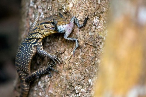 Picture 8 of Hunters and prey in unequal war