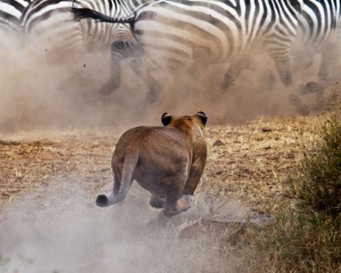 Picture 9 of Hunters and prey in unequal war