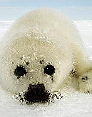 Picture 8 of Hunting Canadian seals