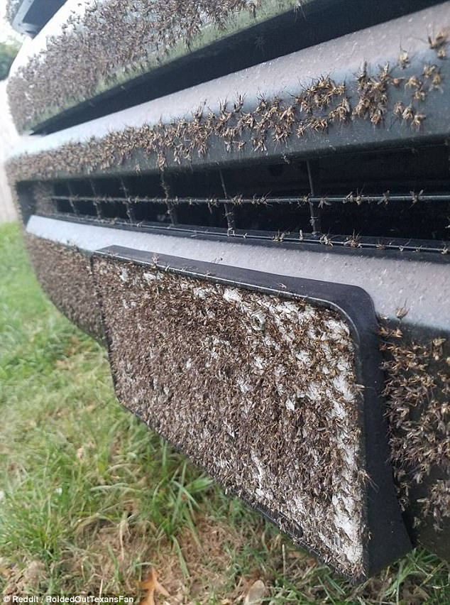 Picture 5 of Hurricane Harvey has just melted, appearing a million mosquito flocks