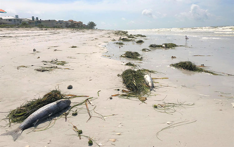 Picture 3 of Hurricanes are nightmares for seafarers, but what about sea creatures?