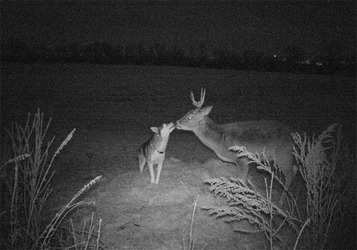 Picture 1 of Husky dog ​​shocked when leaving home to go on a date with an adult male deer