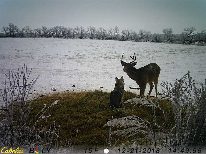 Picture 3 of Husky dog ​​shocked when leaving home to go on a date with an adult male deer