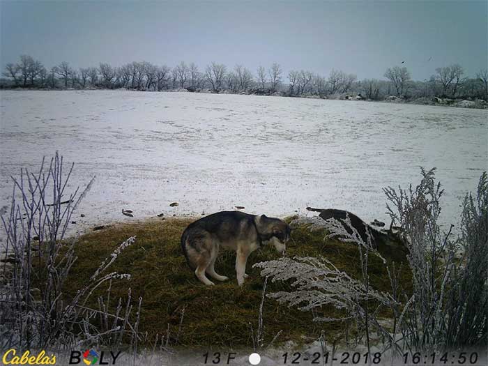 Picture 5 of Husky dog ​​shocked when leaving home to go on a date with an adult male deer