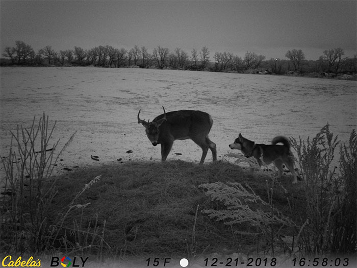 Picture 6 of Husky dog ​​shocked when leaving home to go on a date with an adult male deer