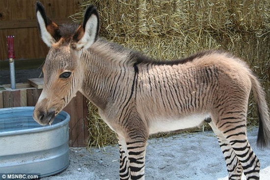 Picture 1 of Hybrid between male zebras and rare female donkeys
