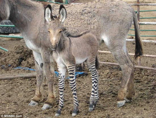 Picture 4 of Hybrid between male zebras and rare female donkeys