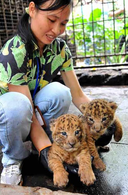 Picture 10 of Hybrid children of tigers and lions
