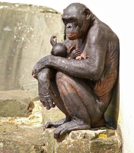 Hybrids between humans and controversial animals in the UK images 1