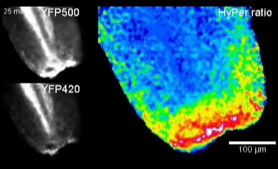 Picture 1 of Hydro Peroxide leads the way to the immune system