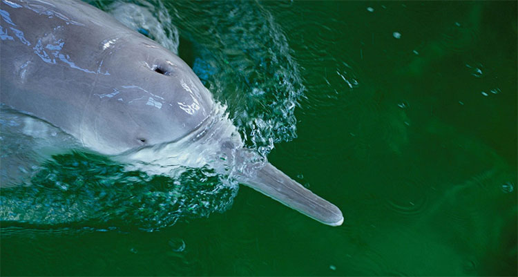 Picture 6 of Hydroelectric dams change the flow, the 'water monster' Mekong is on the verge of extinction