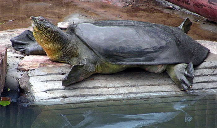 Picture 8 of Hydroelectric dams change the flow, the 'water monster' Mekong is on the verge of extinction