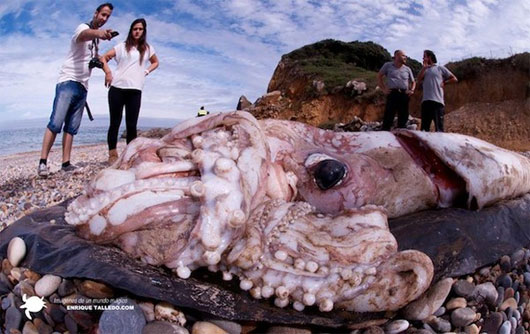Picture 1 of Hydroponic squid is nearly 10 meters long, weighs 181.4kg