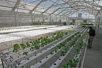 Picture 1 of Hydroponic - the ideal solution for urban agriculture