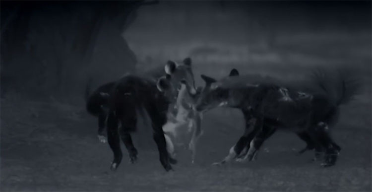 Picture 1 of Hyenas and crocodiles in turn unleashed a sudden killing of wild dogs