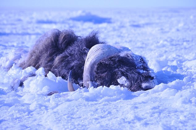 Picture 1 of 'Ice tsunami' buried 52 American bulls