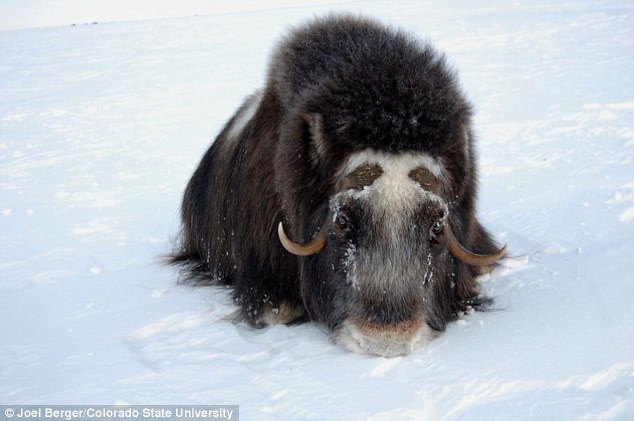 Picture 2 of 'Ice tsunami' buried 52 American bulls