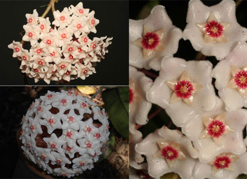 Picture 1 of Identification of flower species found after 100 years in Hai Phong