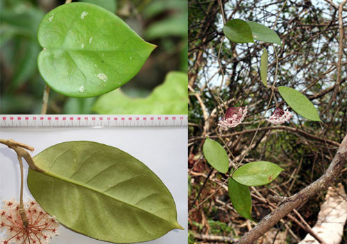 Picture 2 of Identification of flower species found after 100 years in Hai Phong