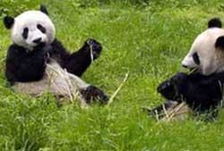 Picture 1 of Identified the home of the panda