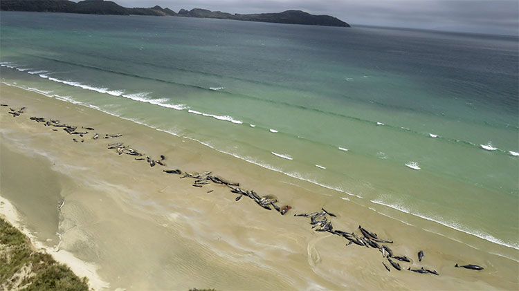 Picture 1 of Identify 145 whales covered along New Zealand beach