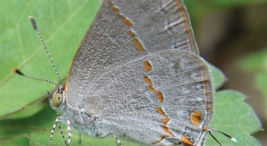 Picture 1 of Identify a new butterfly
