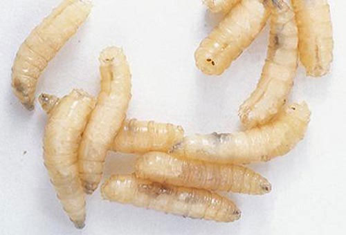 Picture 1 of Identify corpses by maggots