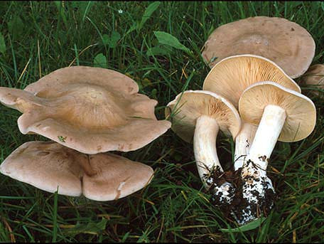 Picture 5 of Identify deadly poisonous mushrooms in Vietnam