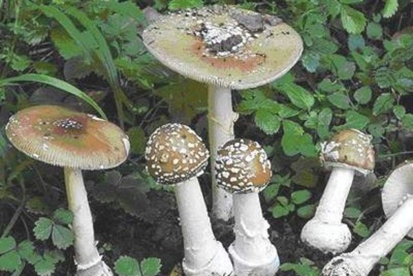 Picture 6 of Identify deadly poisonous mushrooms in Vietnam