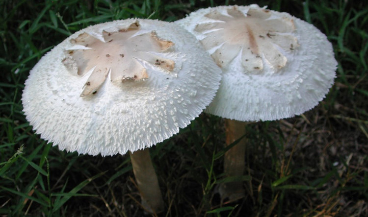 Picture 7 of Identify deadly poisonous mushrooms in Vietnam