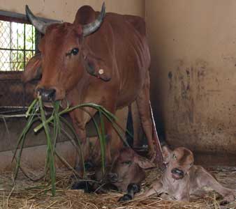 Picture 1 of Identify gender to produce high yielding dairy cows