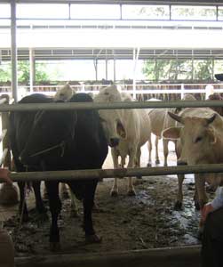 Picture 2 of Identify gender to produce high yielding dairy cows