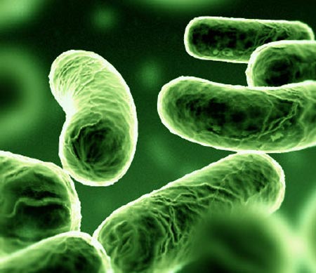 Picture 1 of Identify human identity by bacteria