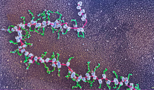 Picture 1 of Identify the 'outline' of the first protein in humans