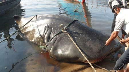 Picture 1 of Identify the 'strange' fish weighing 2 tons in Quang Tri