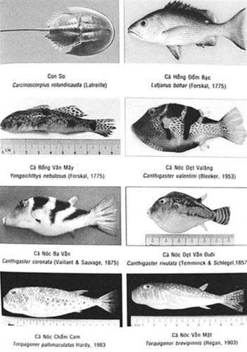Picture 1 of Identify toxic seafood