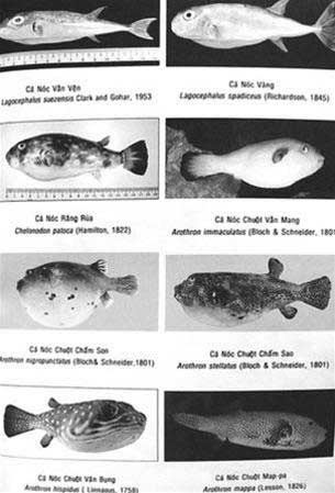 Picture 2 of Identify toxic seafood