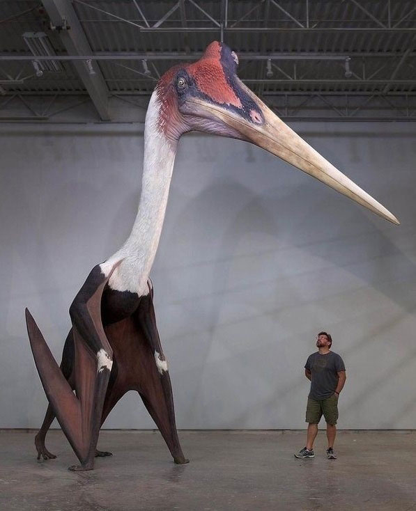 Picture 3 of If flying dinosaurs were not extinct, could humans tame them into mounts?
