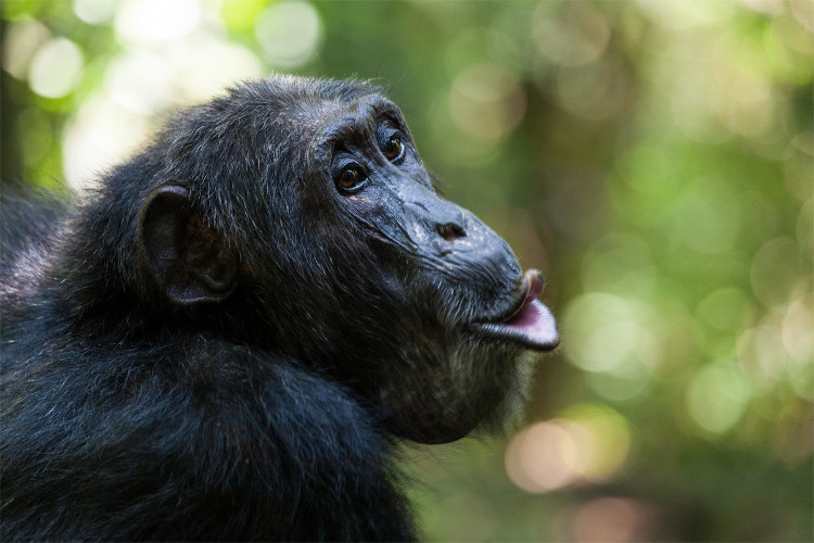 Picture 1 of If this vaccine is used, one-third of primate will be saved