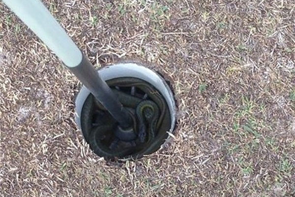 Picture 11 of If you are afraid of snakes, never come to Australia