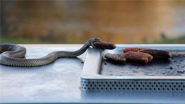 Picture 13 of If you are afraid of snakes, never come to Australia