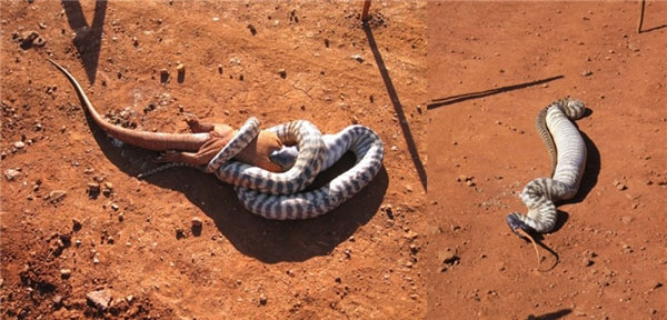 Picture 14 of If you are afraid of snakes, never come to Australia