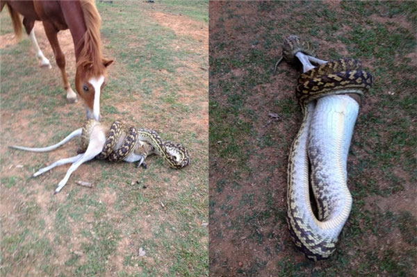 Picture 15 of If you are afraid of snakes, never come to Australia